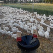 绿绿花卉有机肥料厂 以自然之根，育绿色之美